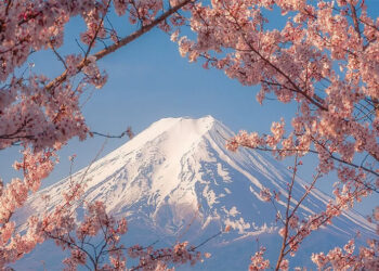 സഞ്ചാരികളുടെ-തിരക്ക്-നിയന്ത്രണാതീതം;-ചെറിബ്ലോസം-ഫെസ്റ്റിവൽ-നിർത്തിവെച്ച്-ജപ്പാൻ