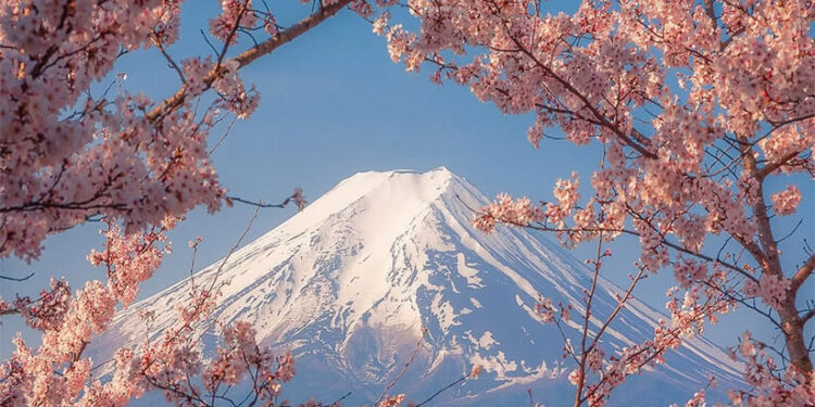 സഞ്ചാരികളുടെ-തിരക്ക്-നിയന്ത്രണാതീതം;-ചെറിബ്ലോസം-ഫെസ്റ്റിവൽ-നിർത്തിവെച്ച്-ജപ്പാൻ