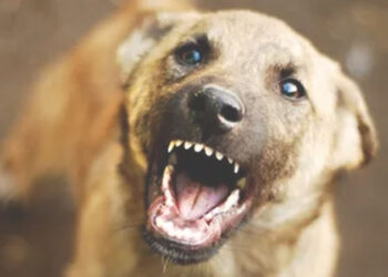 എരൂരിൽ-ലോറി-ഡ്രൈവർക്ക്-നേരെ-തെരുവുനായ്ക്കളുടെ-ക്രൂര-ആക്രമണം;-ഗുരുതര-പരിക്ക്