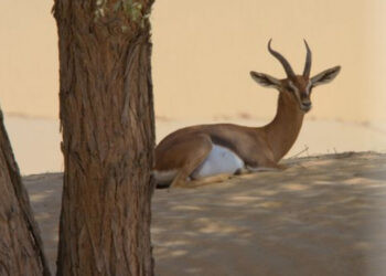 മരുഭൂമിയുടെ-ജൈവിക-കലവറ
