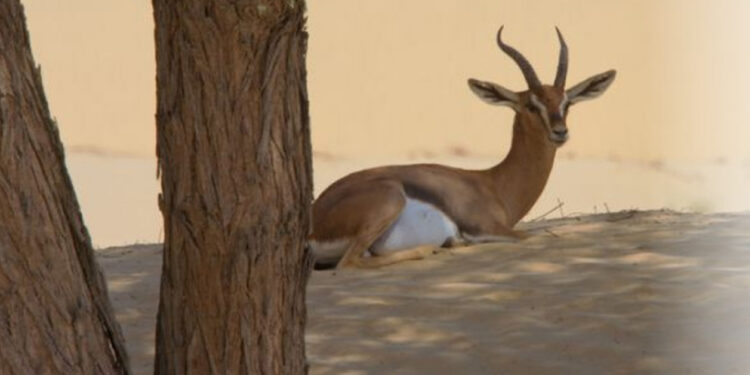 മ​രു​ഭൂ​മി​യു​ടെ-ജൈ​വിക-ക​ല​വ​റ