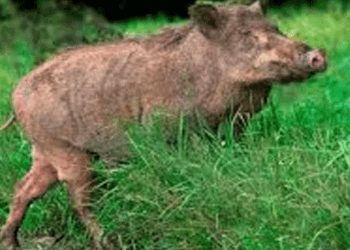 വായനശാലയുടെ-വിജ്ഞാനോത്സവ-പരിപാടിക്കിടെ-കാട്ടുപന്നി-ആക്രമണം;-മൂന്ന്-പേർക്ക്-പരിക്ക്