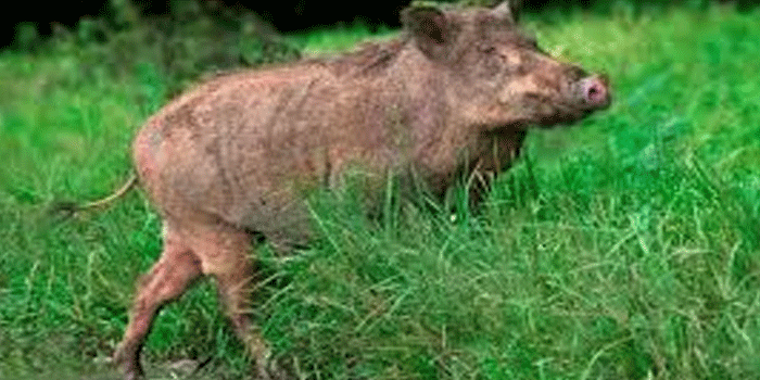 വായനശാലയുടെ-വിജ്ഞാനോത്സവ-പരിപാടിക്കിടെ-കാട്ടുപന്നി-ആക്രമണം;-മൂന്ന്-പേർക്ക്-പരിക്ക്