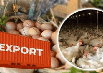 ഇന്ത്യയടക്കമുള്ള-40-രാജ്യങ്ങളിൽ-നിന്നുമുള്ള-കോഴിയിറച്ചിക്കും-മുട്ടക്കും-സമ്പൂർണ്ണ-നിരോധനം-ഏർപ്പെടുത്തി-സൗദി;-പക്ഷിപ്പനി-റിപ്പോ‍‌ർട്ട്-ചെയ്തതിനാലാണ്-ഈ-നടപടി