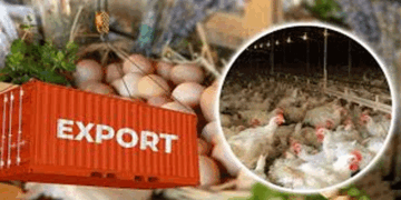 ഇന്ത്യയടക്കമുള്ള-40-രാജ്യങ്ങളിൽ-നിന്നുമുള്ള-കോഴിയിറച്ചിക്കും-മുട്ടക്കും-സമ്പൂർണ്ണ-നിരോധനം-ഏർപ്പെടുത്തി-സൗദി;-പക്ഷിപ്പനി-റിപ്പോ‍‌ർട്ട്-ചെയ്തതിനാലാണ്-ഈ-നടപടി