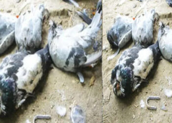 വില്‍പ്പനസംബന്ധിച്ച്-വാക്കുതര്‍ക്കം,-വീട്ടുവളപ്പില്‍-അതിക്രമിച്ച്-കയറി-36-പ്രാവുകളെ-കഴുത്തറുത്ത്-കൊന്നു,-കൂട്-പൂര്‍ണമായി-തല്ലി-തകര്‍ത്ത-നിലയില്‍