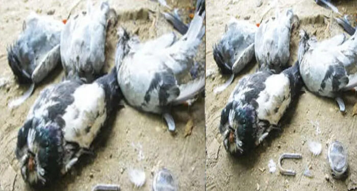 വില്‍പ്പനസംബന്ധിച്ച്-വാക്കുതര്‍ക്കം,-വീട്ടുവളപ്പില്‍-അതിക്രമിച്ച്-കയറി-36-പ്രാവുകളെ-കഴുത്തറുത്ത്-കൊന്നു,-കൂട്-പൂര്‍ണമായി-തല്ലി-തകര്‍ത്ത-നിലയില്‍