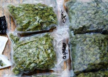 ‘ബാഗിൽ-കഞ്ചാവുണ്ട്-പുറത്തുകടക്കാൻ-സഹായിക്കണം’…വഴിയെ-പോയ-വയ്യാവേലിയെടുത്ത്-തലയിൽ-വച്ച്-കണ്ണൂർ-സ്വദേശി,-ലഗേജിൽ-ഒളിപ്പിച്ചുകടത്താൻ-ശ്രമിച്ച-1.86-കോടിയുടെ-ഹൈബ്രിഡ്-കഞ്ചാവുമായി-യുവ-ഡോക്ടർമാർ-കസ്റ്റംസ്-പിടിയിൽ,-ആനന്ദ്-ജൂനിയറും-സുഹൃത്തുമായ-ലിബിൻദാസിനെ-കണ്ടുമുട്ടിയത്-എയർപോർട്ടിൽ-വച്ച്