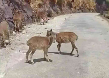 മൂന്നാർ-വിളിക്കുന്നു,-വരയാടുകളെ-കാണാൻ