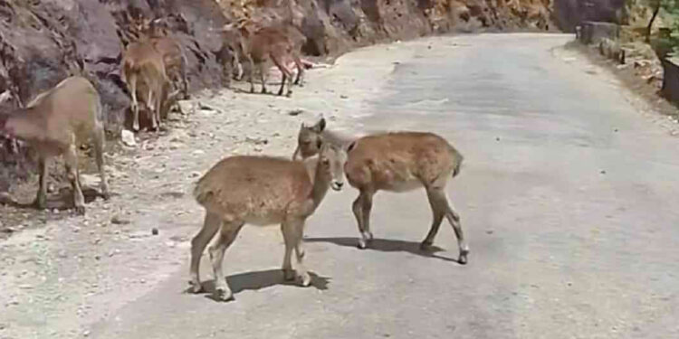 മൂന്നാർ-വിളിക്കുന്നു,-വരയാടുകളെ-കാണാൻ