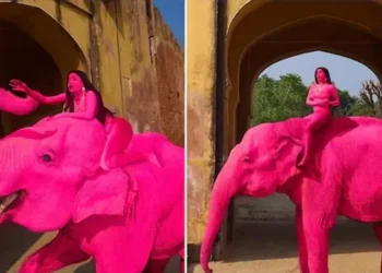 പിങ്ക്-നിറമടിച്ച-ആന-‘ചഞ്ചൽ’-ചരിഞ്ഞു;-ജയ്പൂരിലെ-വിവാദ-ഫോട്ടോഷൂട്ടിനെതിരെ-പ്രതിഷേധം-ശക്തമാകുന്നു