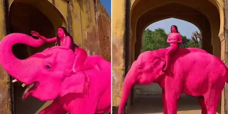 പിങ്ക്-നിറമടിച്ച-ആന-‘ചഞ്ചൽ’-ചരിഞ്ഞു;-ജയ്പൂരിലെ-വിവാദ-ഫോട്ടോഷൂട്ടിനെതിരെ-പ്രതിഷേധം-ശക്തമാകുന്നു