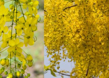 വിഷുക്കണിയ്ക്ക്-ശേഷം-കൊന്നപ്പൂവ്-കളയല്ലേ,-ഗുണങ്ങൾ-പലതാണ്;-പ്രമേഹത്തിന്-ആശ്വാസം,-ശരീരഭാരവും-കുറയ്ക്കാം