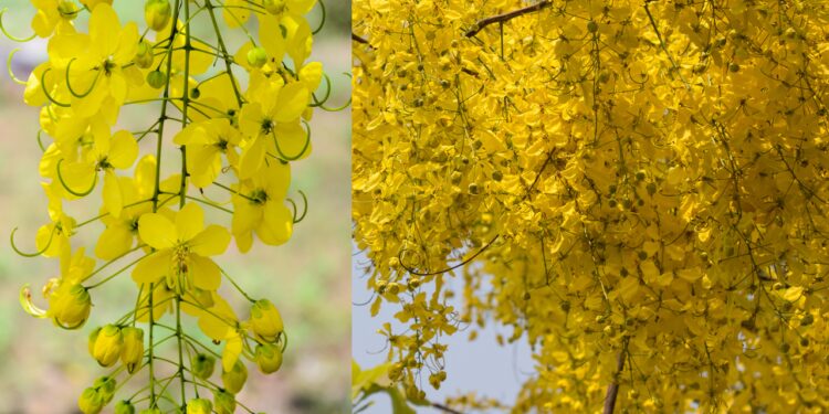 വിഷുക്കണിയ്ക്ക്-ശേഷം-കൊന്നപ്പൂവ്-കളയല്ലേ,-ഗുണങ്ങൾ-പലതാണ്;-പ്രമേഹത്തിന്-ആശ്വാസം,-ശരീരഭാരവും-കുറയ്ക്കാം