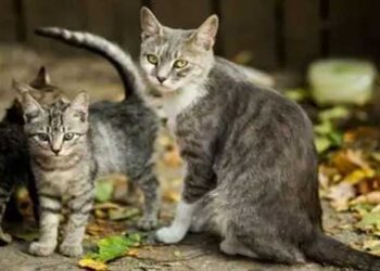 ആറ്റിങ്ങലിൽ-പുതിയ-പാമ്പ്-പിടിത്തക്കാരെത്തി,-അമ്മയും-രണ്ട്-മക്കളും… -ഒരു-മണിക്കൂർ-കൊണ്ട്-മൂവരും-ചേർന്ന്-പിടികൂടിയത്-എട്ട്-അണലിക്കുഞ്ഞുങ്ങളെ,-പക്ഷെ-എട്ടിനേയും-പിടിച്ചയുടൻ-തട്ടിയെന്ന്-മാത്രം!!-നാട്ടിലെ-അറിയപ്പെടുന്ന-പാമ്പ്-പിടുത്തക്കാരനായി-മൂന്നണ്ണത്തിനെ-മാത്രം-ബാക്കി-വച്ച്-സ്റ്റാറായി-പൂച്ചയമ്മയും-മക്കളും