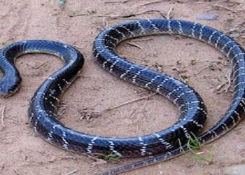 വീട്ടിലെ-ശുചിമുറിയിൽ-നിന്ന്-രണ്ടര-വയസുകാരന്-പാമ്പ്-കടിലേറ്റു,-കടിച്ചത്-ശംഖുവരയൻ,-കുട്ടിയുടെ-ആരോ​ഗ്യനില-തൃപ്തികരം