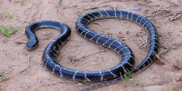 വീട്ടിലെ-ശുചിമുറിയിൽ-നിന്ന്-രണ്ടര-വയസുകാരന്-പാമ്പ്-കടിലേറ്റു,-കടിച്ചത്-ശംഖുവരയൻ,-കുട്ടിയുടെ-ആരോ​ഗ്യനില-തൃപ്തികരം