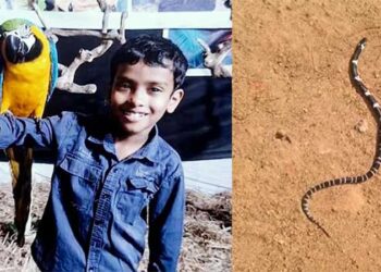 തീയിട്ടിട്ടും-രക്ഷയില്ല,-പാമ്പ്-ക‌ടിയേറ്റ്-മരണപ്പെട്ട-അൽജോയുടെ-വീട്ടിൽ-വീണ്ടും-ശംഖുവരയൻ!!-പാമ്പിനെ-കണ്ടെത്തിയത്-കിടപ്പുമുറിയിൽ…-പാമ്പ്-കടിയേറ്റ-അനോഷിന്റെ-വെന്റിലേറ്റർ-സഹായം-നീക്കി,-എഴുന്നേൽപ്പിച്ച്-നിർത്തി,-മാതാപിതാക്കളോട്-സംസാരിച്ചു…