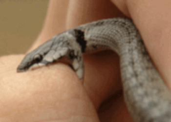 കായംകുളത്ത്-വിവാഹ-സൽക്കാരത്തിന്-എത്തിയ-വീട്ടമ്മ-പാമ്പുകടിയേറ്റ്-മരിച്ചു