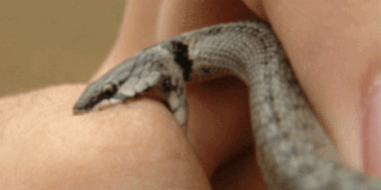 കായംകുളത്ത്-വിവാഹ-സൽക്കാരത്തിന്-എത്തിയ-വീട്ടമ്മ-പാമ്പുകടിയേറ്റ്-മരിച്ചു