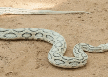 സംസ്ഥാനത്ത്-പാമ്പുകടിയേറ്റുള്ള-മരണങ്ങൾ-തുടർസംഭവമാകുന്നു;-കർമ്മ-പദ്ധതി,-സർപ്പ-ആപ്പ്-സേവനം-ഒരുക്കി-വനംവകുപ്പ്;-പാമ്പുപിടുത്തത്തിൽ-പരിശീലനം-നേടിയ-വോളണ്ടിയർമാരുടെ-സേവനം-24-മണിക്കൂറും