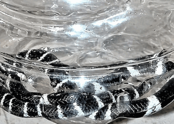 തൃശ്ശൂരിൽ-പാമ്പുകടിയേറ്റു-മരിച്ച-എട്ടുവയസ്സുകാരൻ-അൽജോയുടെ-വീട്ടിൽ-നാലാം-ദിനവും-പാമ്പുകൾ;-രണ്ടെണ്ണത്തിനെ-പിടികൂടി;-വീടിന്റെ-തറ-പൊളിച്ച്-തിരയാൻ-തീരുമാനം