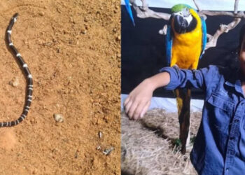 ഇനിയും-ഭാഗ്യം-പരീക്ഷിക്കാനാവില്ല…-സമാധാനം-പൂർണമായും-നഷ്ടപ്പെട്ടു,-ഇളയമകന്‍-അനോഷിനെ-വീട്ടിലേക്ക്-കൊണ്ടുവരില്ല,-പാമ്പുകടിയേറ്റ്-മരിച്ച-8-വയസുകാരന്റെ-മാതാപിതാക്കൾ