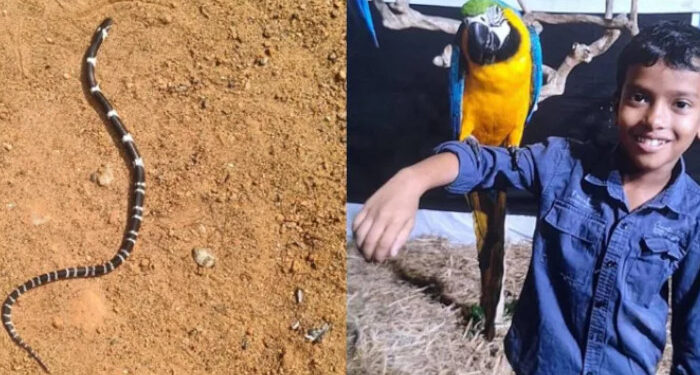 ഇനിയും-ഭാഗ്യം-പരീക്ഷിക്കാനാവില്ല…-സമാധാനം-പൂർണമായും-നഷ്ടപ്പെട്ടു,-ഇളയമകന്‍-അനോഷിനെ-വീട്ടിലേക്ക്-കൊണ്ടുവരില്ല,-പാമ്പുകടിയേറ്റ്-മരിച്ച-8-വയസുകാരന്റെ-മാതാപിതാക്കൾ