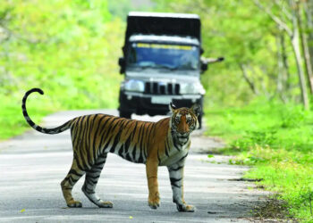 സെൽഫിയും-ഫോണും-വേണ്ട:-വന്യജീവി-സ​ങ്കേതങ്ങൾ-സഞ്ചാരികളോട്-‘നോ’-പറയുന്നതെന്തുകൊണ്ട്?