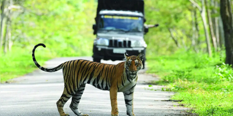 സെൽഫിയും-ഫോണും-വേണ്ട:-വന്യജീവി-സ​ങ്കേതങ്ങൾ-സഞ്ചാരികളോട്-‘നോ’-പറയുന്നതെന്തുകൊണ്ട്?