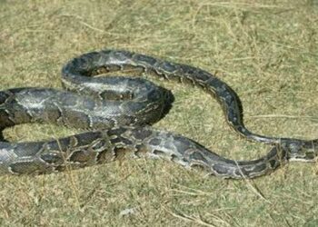 കായംകുളത്ത്-15കാരിക്ക്-പാമ്പ്-കടിയേറ്റു,-അപകടം-രാത്രിയിൽ-വീടിന്റെ-അരികിലെ-ടാപ്പിൽ-നിന്ന്-കാലുകഴുകുന്നതിനിടെ,-പാലായിൽ-വാർഡ്-മെമ്പർ-പാമ്പ്-കടിയേറ്റ്-തീവ്രപരിചരണ-വിഭാഗത്തിൽ-ചികിത്സയിൽ,