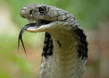 സംസ്ഥാനത്ത്-പാമ്പ്-ഭീതി!-ഒരൊറ്റ-ദിവസം-12-പാമ്പുകടി-കേസുകൾ