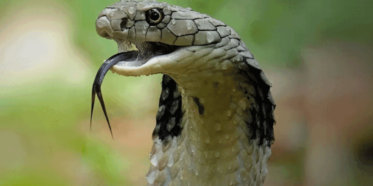 സംസ്ഥാനത്ത്-പാമ്പ്-ഭീതി!-ഒരൊറ്റ-ദിവസം-12-പാമ്പുകടി-കേസുകൾ