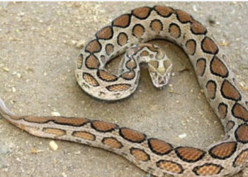 കണ്ണൂരില്‍-പാമ്പ്-കടിയേറ്റ്-വയോധിക-മരിച്ചു,-വിനോദ-സഞ്ചാരിക്കും-കടിയേറ്റു,-രണ്ട്-ദിവസത്തിനിടെ-പാമ്പ്-കടിയേറ്റത്-നിരവധി-പേര്‍ക്ക്