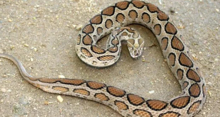 കണ്ണൂരില്‍-പാമ്പ്-കടിയേറ്റ്-വയോധിക-മരിച്ചു,-വിനോദ-സഞ്ചാരിക്കും-കടിയേറ്റു,-രണ്ട്-ദിവസത്തിനിടെ-പാമ്പ്-കടിയേറ്റത്-നിരവധി-പേര്‍ക്ക്