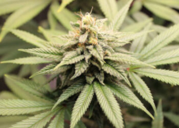 കഞ്ചാവ്-നിയമവിധേയമാക്കണം,-ആംസ്റ്റർഡാമിൽ-ഇതിനായി-കഫേ-തന്നെയുണ്ട്,-മദ്യപിച്ച്-ആളുകളുടെ-കരൾ-നശിക്കുന്നുണ്ട്,-അത്രയും-ശല്യമേ-കഞ്ചാവും-ചെയ്യൂ-–-മുന്‍-ഐഎഎസ്-ഉദ്യോഗസ്ഥൻ-ബിജു-പ്രഭാകർ