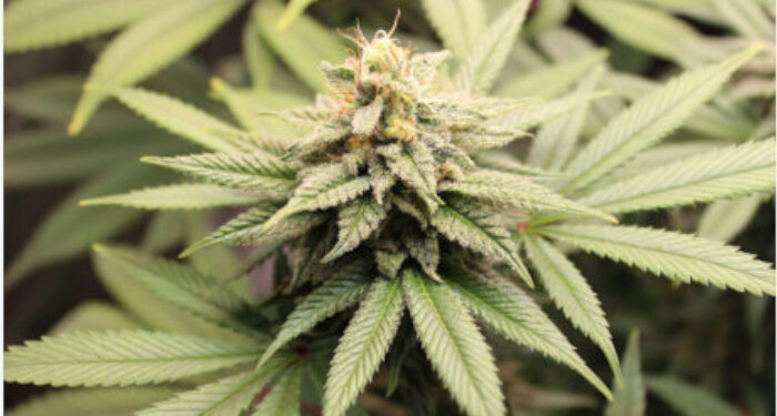 കഞ്ചാവ്-നിയമവിധേയമാക്കണം,-ആംസ്റ്റർഡാമിൽ-ഇതിനായി-കഫേ-തന്നെയുണ്ട്,-മദ്യപിച്ച്-ആളുകളുടെ-കരൾ-നശിക്കുന്നുണ്ട്,-അത്രയും-ശല്യമേ-കഞ്ചാവും-ചെയ്യൂ-–-മുന്‍-ഐഎഎസ്-ഉദ്യോഗസ്ഥൻ-ബിജു-പ്രഭാകർ