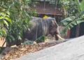 ക്ഷേത്രോത്സവത്തിനെത്തിച്ച-ആനയിടഞ്ഞു,-ആനയെ-കൊണ്ടുവന്ന-ലോറിയുടെ-ഡ്രൈവറെ-ചവിട്ടിക്കൊന്നു,-മൃതദേഹം-മാറ്റാൻ-സമ്മതിക്കാതെ-സമീപത്ത്-നിലയിറപ്പിച്ച്-ആന!!-രണ്ടാം-പാപ്പാന്-​ഗുരുതര-പരുക്ക്