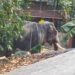 കൂടൽമാണിക്യം-ക്ഷേത്രത്തിൽ-ഇന്നലെ-വിളക്ക്-എഴുന്നള്ളിപ്പിനിടെ-തെറ്റിയ-ആന-ഇന്ന്-വീണ്ടും-അക്രമാസക്തനായി,-പറമ്പിലെ-താൽക്കാലിക-ഷെഡ്-തകർത്ത്-പാപ്പാൻമാരെ-ആക്രമിച്ചു,-നെഞ്ചിൽ-ആനയുടെ-ചവിട്ടേറ്റ്-രണ്ടാം-പാപ്പാന്-ദാരുണാന്ത്യം,-ഒന്നാം-പാപ്പാന്-പരുക്ക്!!-ആനക്കലിയിൽ-ഇന്ന്-പൊലിഞ്ഞത്-രണ്ടു-ജീവനുകൾ