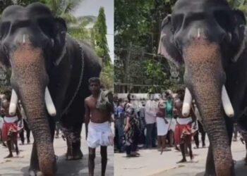 ഇരിങ്ങാലക്കുട-കൂടൽമാണിക്യം-ക്ഷേത്ര-ഉത്സവം-തുടങ്ങിയശേഷം-ആന-ഇടയുന്നത്-ഇത്-മൂന്നാം-തവണ…-ആന-ഇടഞ്ഞ്-തളച്ചിരുന്ന-തെങ്ങടക്കം-പിഴുത്-മറിച്ചിട്ടു,-കഴിഞ്ഞ-ദിവസം-പാപ്പാനെ-ചവിട്ടിക്കൊന്നതും-ഇതേ-ക്ഷേത്രത്തിലെത്തിച്ച-ആന,-പിറ്റേദിവസമെത്തിച്ച-ആന-ഇടഞ്ഞ്-പാപ്പാനെ-കുത്താൻ-ഓടിച്ചു
