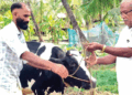 തിരഞ്ഞെടുപ്പ്-ഫലത്തിന്റെ-പേരിൽ-ബെറ്റ്;-തോറ്റതോടെ-സിപിഎമ്മുകാരന്റെ-വീട്ടിലെ-16-ലിറ്റർ-കറവയുള്ള-പശു-ലീ​ഗുകാരന്-സ്വന്തം!-വാക്ക്-പാലിച്ചു