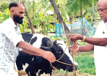 തിരഞ്ഞെടുപ്പ്-ഫലത്തിന്റെ-പേരിൽ-ബെറ്റ്;-തോറ്റതോടെ-സിപിഎമ്മുകാരന്റെ-വീട്ടിലെ-16-ലിറ്റർ-കറവയുള്ള-പശു-ലീ​ഗുകാരന്-സ്വന്തം!-വാക്ക്-പാലിച്ചു