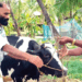 തിരഞ്ഞെടുപ്പ്-ഫലത്തിന്റെ-പേരിൽ-ബെറ്റ്;-തോറ്റതോടെ-സിപിഎമ്മുകാരന്റെ-വീട്ടിലെ-16-ലിറ്റർ-കറവയുള്ള-പശു-ലീ​ഗുകാരന്-സ്വന്തം!-വാക്ക്-പാലിച്ചു
