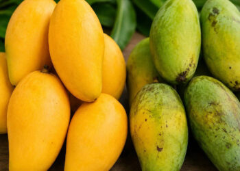 fake-mangoes:-മാമ്പഴ-സീസൺ-എത്തി;-കെമിക്കൽ-ചേർത്ത്-പഴുപ്പിച്ച-മാങ്ങ-എങ്ങനെ-തിരിച്ചറിയാം?