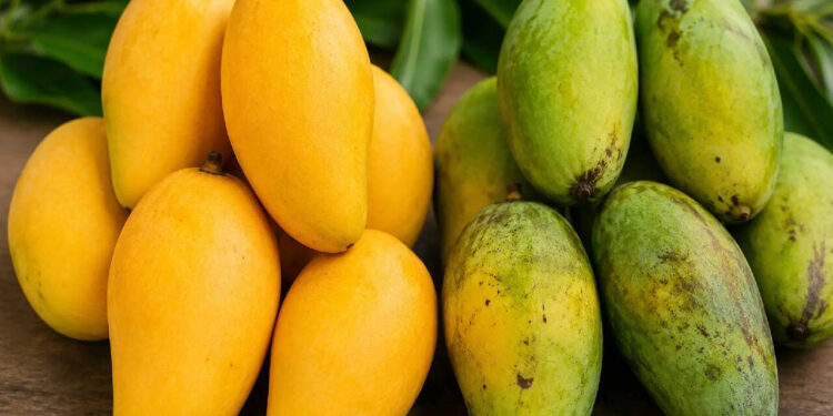 fake-mangoes:-മാമ്പഴ-സീസൺ-എത്തി;-കെമിക്കൽ-ചേർത്ത്-പഴുപ്പിച്ച-മാങ്ങ-എങ്ങനെ-തിരിച്ചറിയാം?
